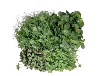 microgreens mix 100g