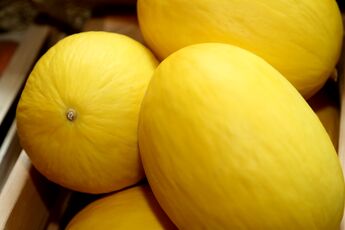 meloun Canary - žlutý