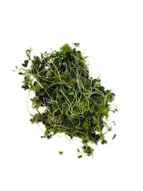 microgreens mizuna červená 100g